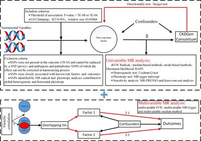 Causal effects of serum calcium, phosphate, and 25-hydroxyvitamin D on kidney function: a genetic correlation, pleiotropic analysis, and Mendelian randomization study